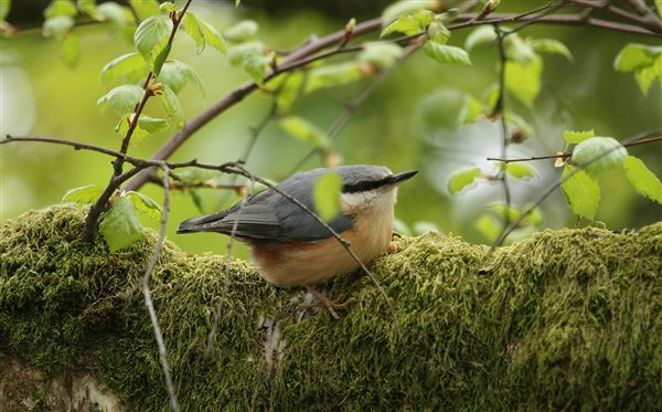Nuthatch in Spring at Nannerth Country Holidays